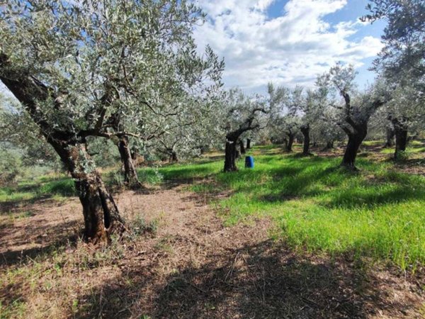 terreno agricolo in vendita a Guidonia Montecelio
