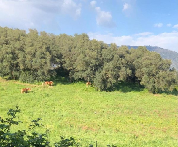 terreno agricolo in vendita a Guidonia Montecelio in zona Colle Spinello