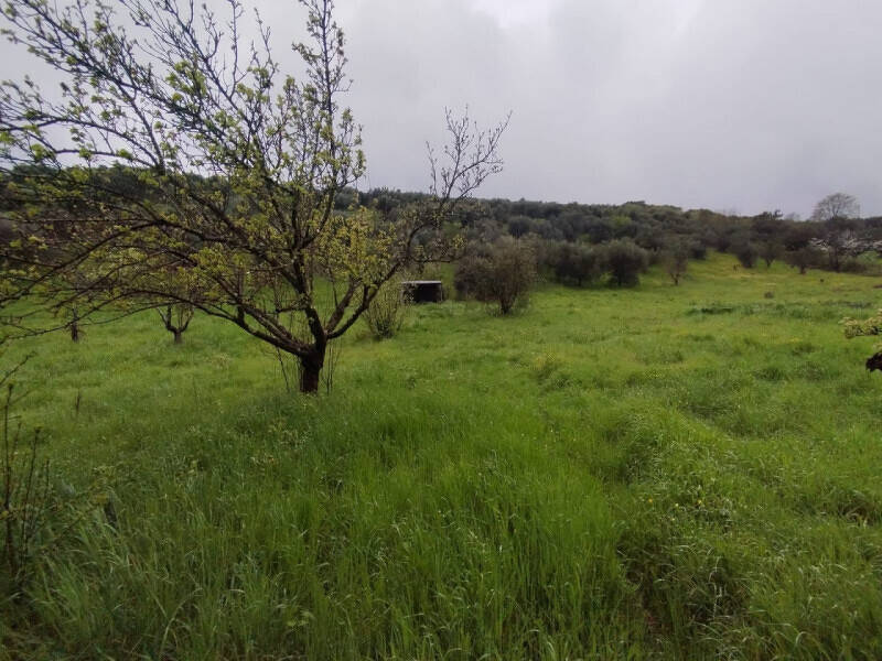 terreno agricolo in vendita a Guidonia Montecelio