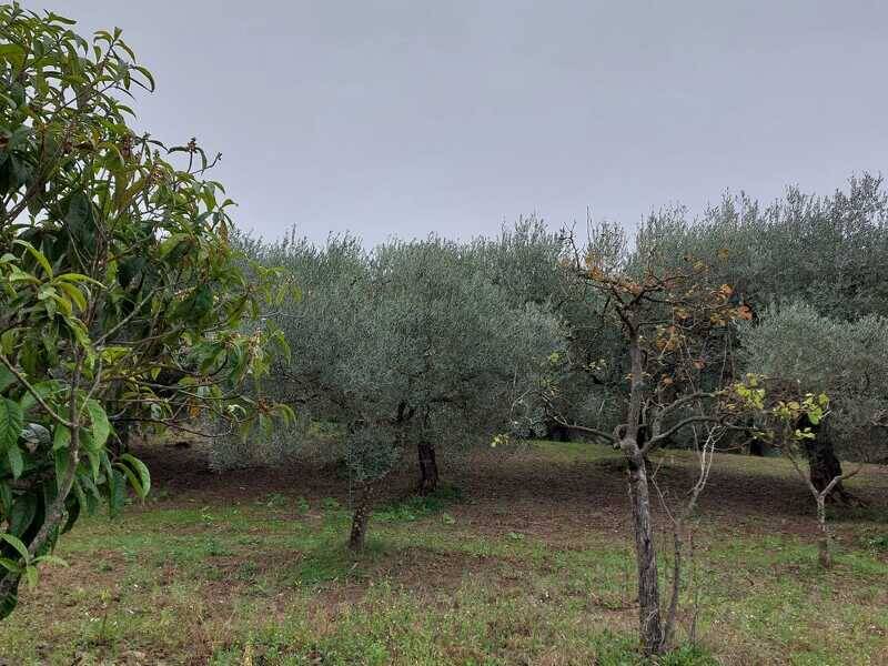 terreno agricolo in vendita a Guidonia Montecelio