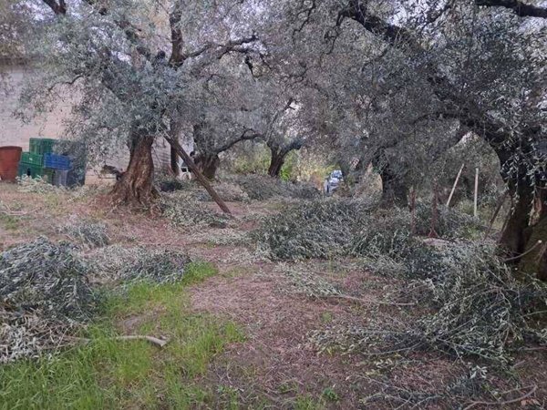 terreno agricolo in vendita a Guidonia Montecelio