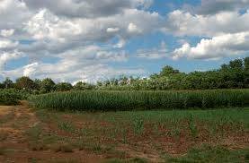 terreno agricolo in vendita a Labico