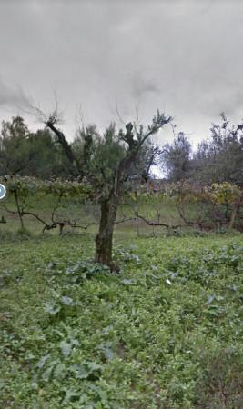 terreno agricolo in vendita a Lanuvio in zona Stragonello