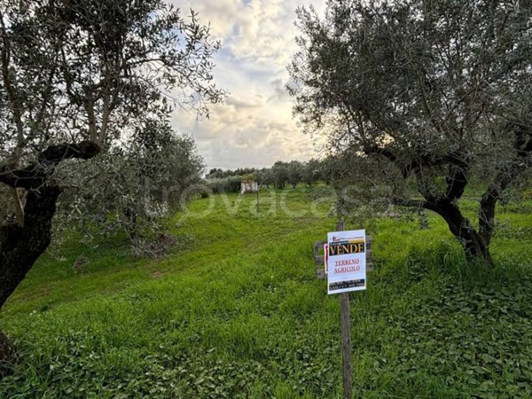 terreno agricolo in vendita a Lanuvio in zona Sambuco