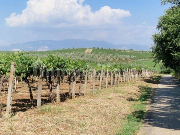 terreno agricolo in vendita a Lanuvio
