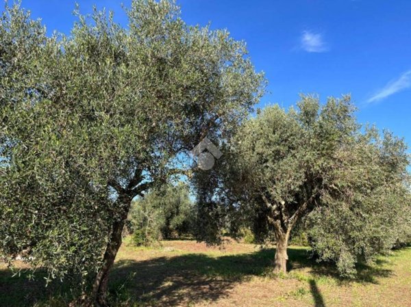 terreno agricolo in vendita a Lanuvio