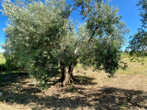 terreno agricolo in vendita a Lanuvio