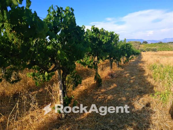 terreno agricolo in vendita a Lanuvio