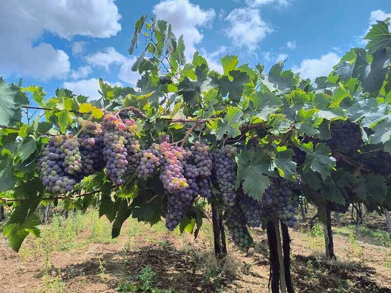 terreno agricolo in vendita a Lanuvio