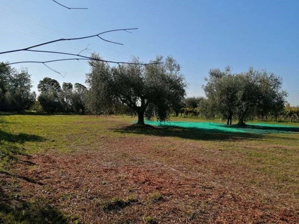 terreno agricolo in vendita a Lanuvio in zona Malcavallo