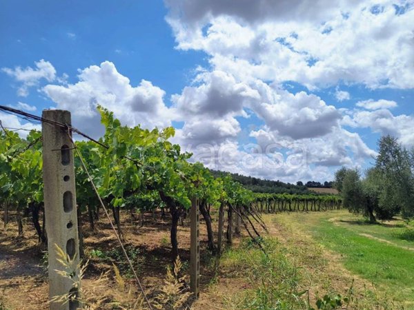 terreno agricolo in vendita a Lanuvio