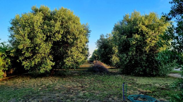 terreno agricolo in vendita a Lanuvio