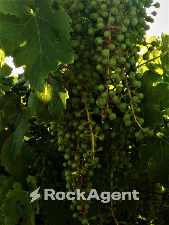 terreno agricolo in vendita a Lanuvio