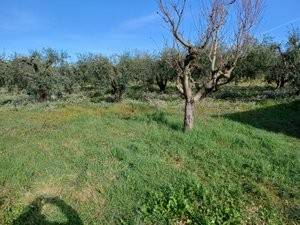 terreno agricolo in vendita a Lanuvio