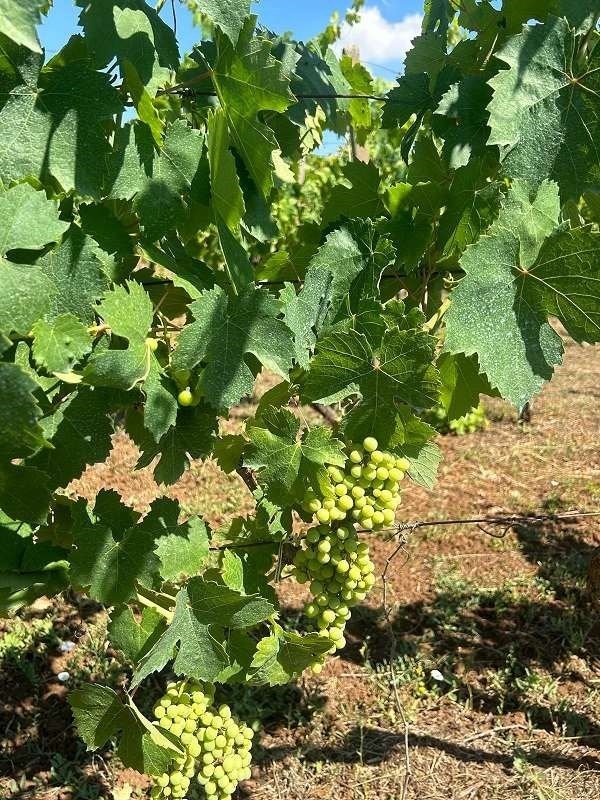 terreno agricolo in vendita a Lanuvio