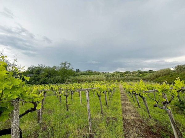 terreno agricolo in vendita a Lanuvio in zona Monte Giove