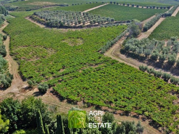 terreno agricolo in vendita a Lanuvio
