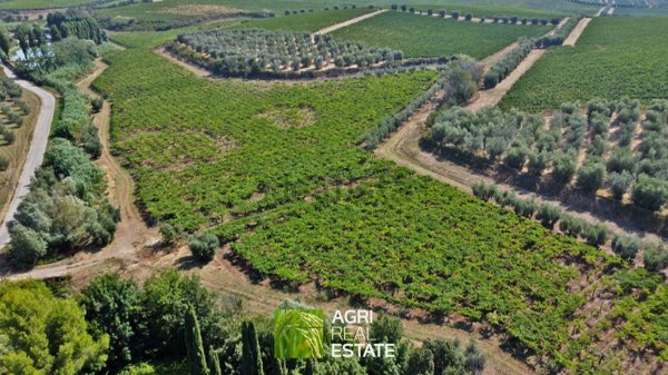 azienda agricola in vendita a Lanuvio
