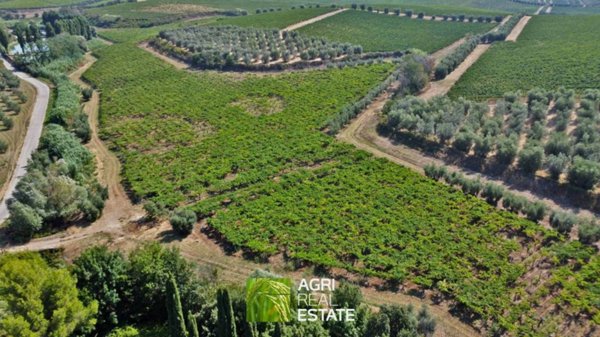 terreno agricolo in vendita a Lanuvio