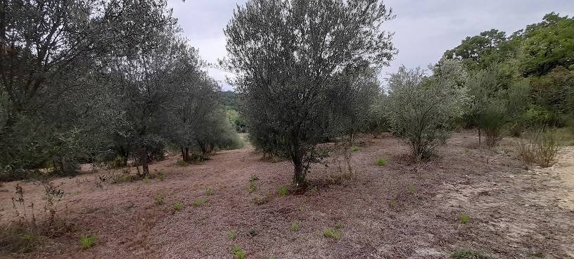 terreno agricolo in vendita a Manziana