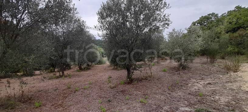 terreno agricolo in vendita a Manziana