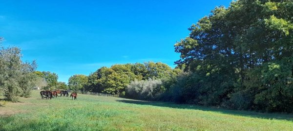 terreno agricolo in vendita a Manziana