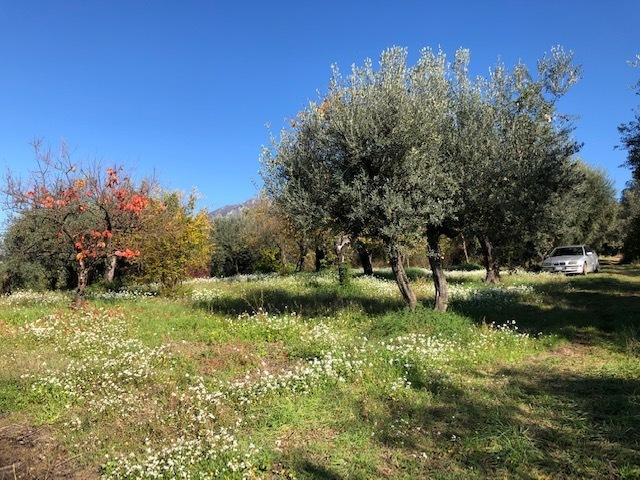 terreno agricolo in vendita a Marcellina