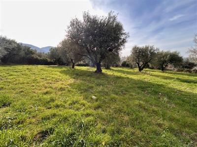 terreno agricolo in vendita a Marcellina