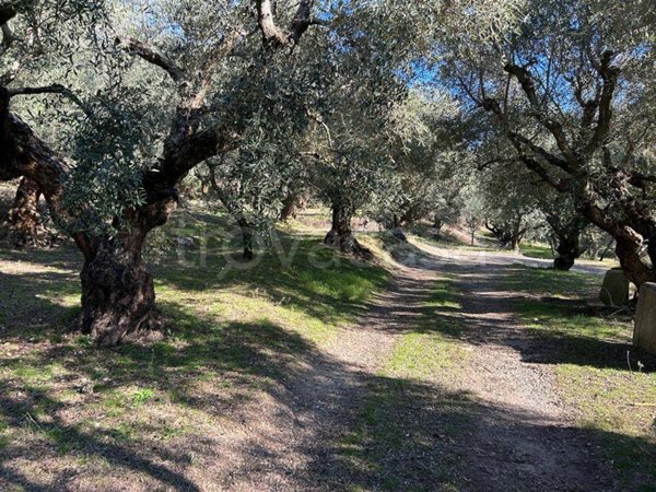 terreno agricolo in vendita a Marcellina