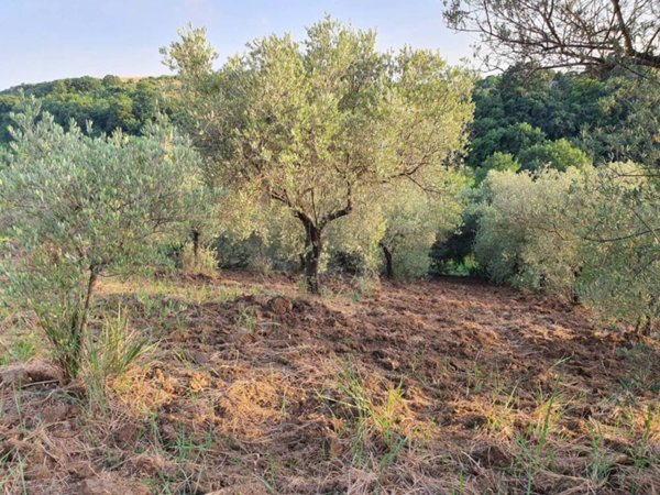 terreno agricolo in vendita a Marcellina