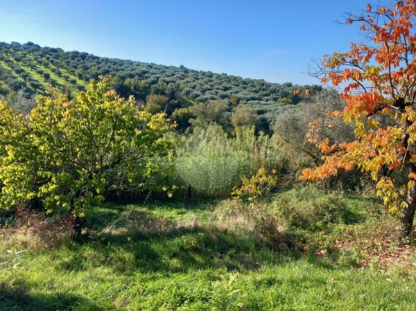 terreno agricolo in vendita a Marcellina