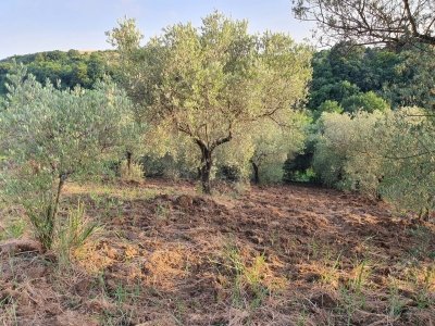 terreno agricolo in vendita a Marcellina
