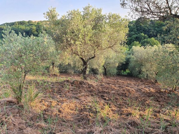 terreno agricolo in vendita a Marcellina