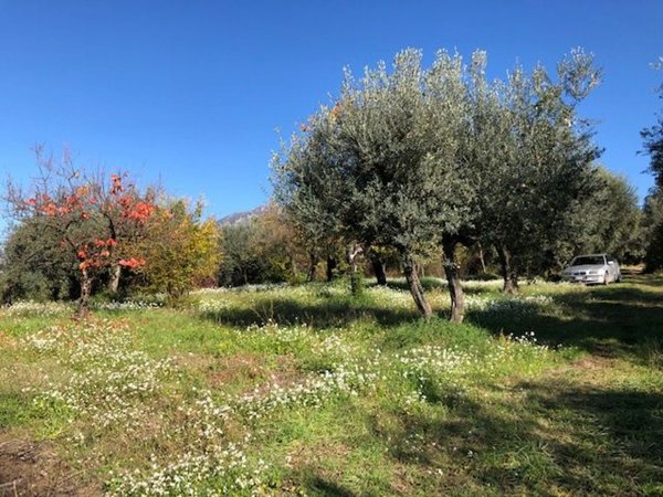 terreno agricolo in vendita a Marcellina