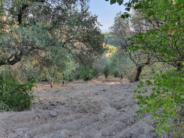terreno agricolo in vendita a Marcellina