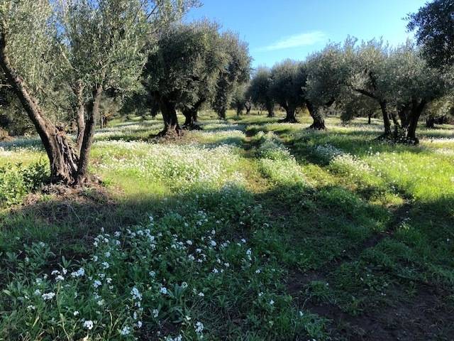 terreno agricolo in vendita a Marcellina