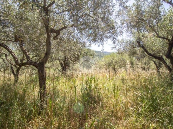 terreno agricolo in vendita a Marcellina