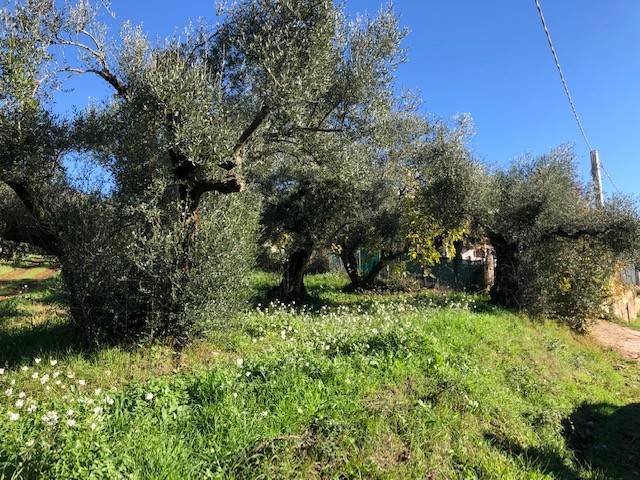 terreno agricolo in vendita a Marcellina