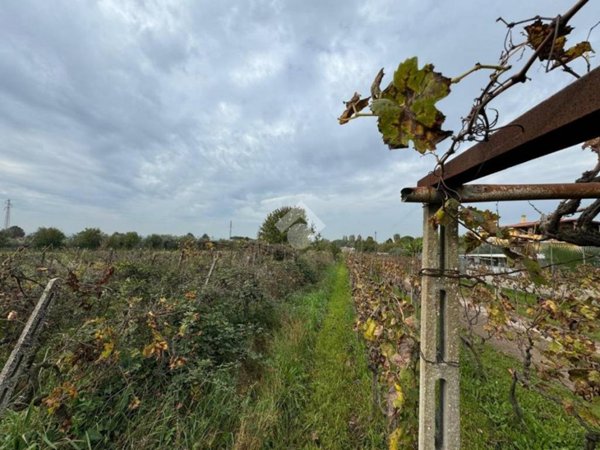 terreno agricolo in vendita a Marino in zona Castelluccia