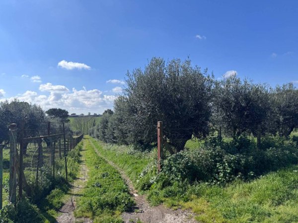 terreno agricolo in vendita a Marino in zona Santa Maria delle Mole