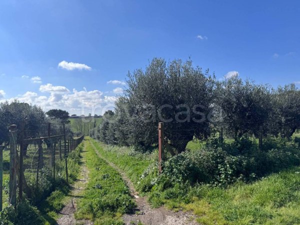 terreno agricolo in vendita a Marino in zona Santa Maria delle Mole