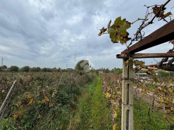 terreno agricolo in vendita a Marino in zona Castelluccia