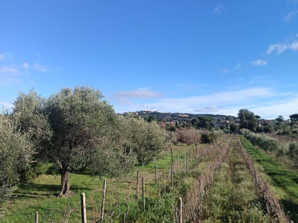 terreno agricolo in vendita a Marino in zona Santa Maria delle Mole