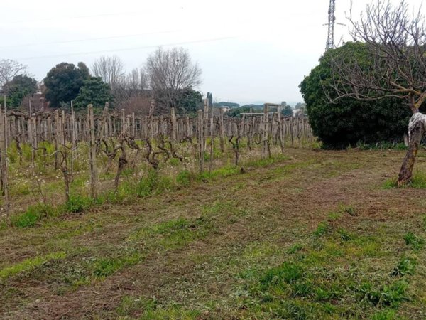 terreno agricolo in affitto a Marino in zona Castelluccia