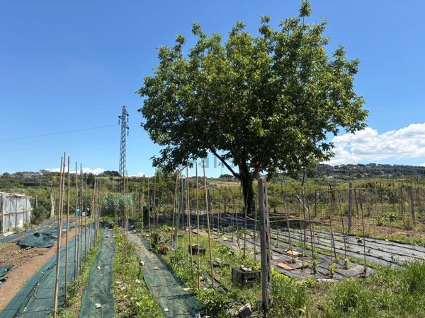 terreno agricolo in vendita a Marino