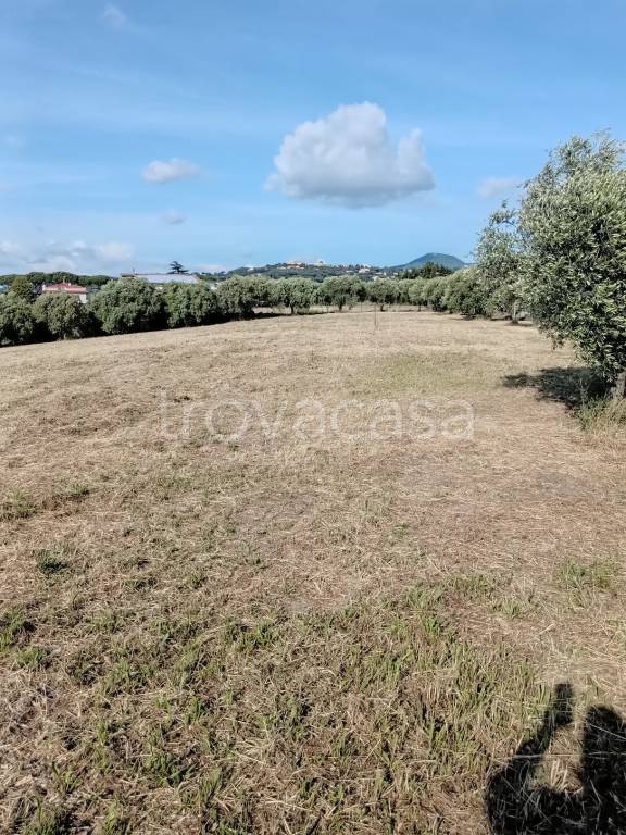 terreno agricolo in vendita a Marino in zona Castelluccia