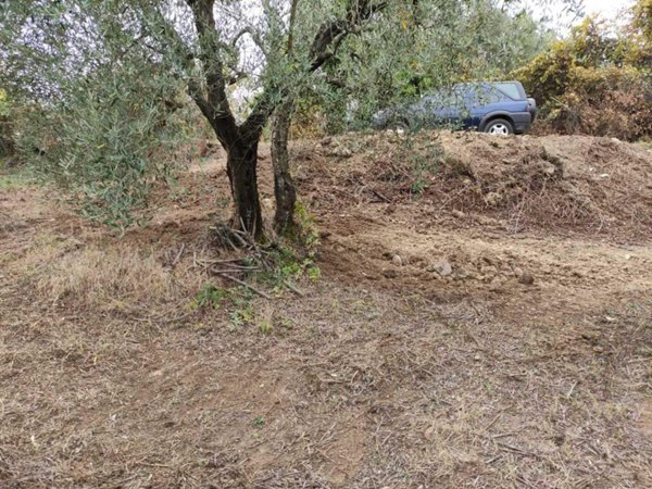 terreno agricolo in vendita a Mentana