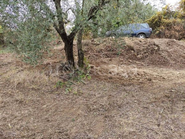 terreno agricolo in vendita a Mentana