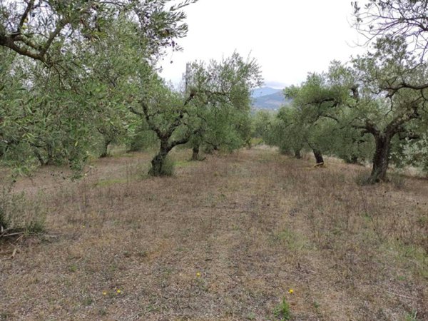 terreno agricolo in vendita a Mentana