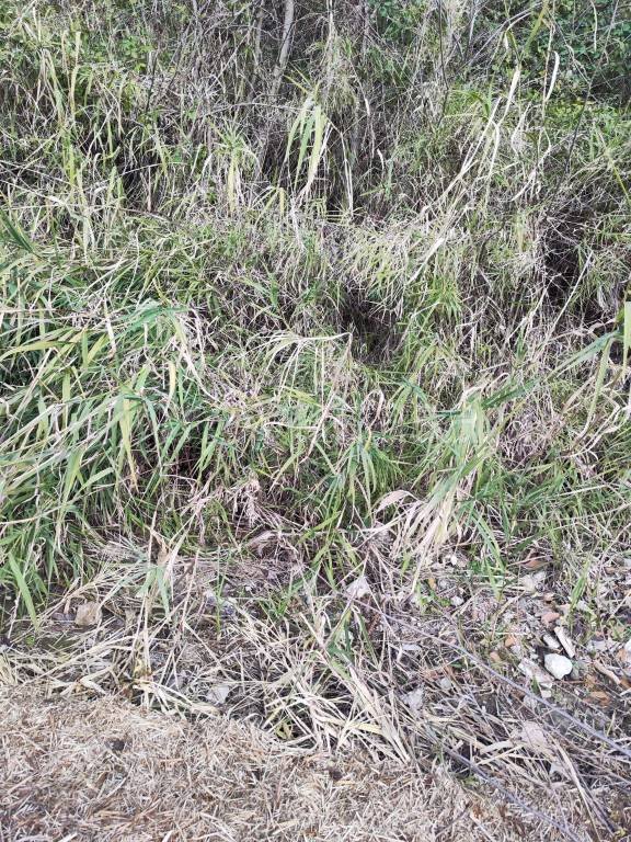 terreno agricolo in vendita a Mentana